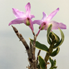 Dendrobium moniliforme